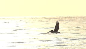 Pelican Birds Flying Over the Ocean in Slow Motion