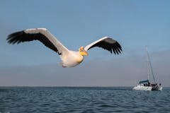 The pelican is flying over the sea in Walvis Bay