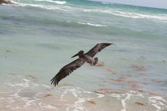 Pelican In Tulum Beach - Mexico Royalty Free Stock Image
