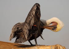 Pelican Lean and Preen Stock Image Pelican Lean and Preen Stock Image