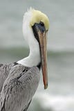 Pelican by the Ocean
