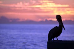 pelican ocean sunset colours royalty free stock photo pelican ocean sunset colours royalty free stock photo