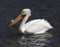 Pelican On Yellowstone River Royalty Free Stock Photos Pelican On Yellowstone River Royalty Free Stock Photos