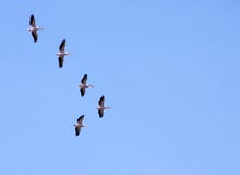 Pelicans Migrating Royalty Free Stock Images Pelicans Migrating Royalty Free Stock Images