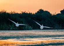 Pelicans taking of at sunrise in the Danube Delta, Romania royalty free stock photo Pelicans taking of at sunrise in the Danube Delta, Romania royalty free stock photo