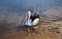 pelikan royaltyfri fotografi pelikan royaltyfri fotografi