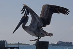 Pelikan omkring som ska tas av från fartygskeppsdocka på fartygskeppsdockastolpen på den Isla Mujeres ön precis av den Cancun kus royaltyfri foto Pelikan omkring som ska tas av från fartygskeppsdocka på fartygskeppsdockastolpen på den Isla Mujeres ön precis av den Cancun kus royaltyfri foto