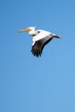 pelikan Pelikany są genus który robi up rodzinnego Pelecanidae wielcy wodni ptaki Charakteryzują długim belfrem i zdjęcie royalty free pelikan Pelikany są genus który robi up rodzinnego Pelecanidae wielcy wodni ptaki Charakteryzują długim belfrem i zdjęcie royalty free