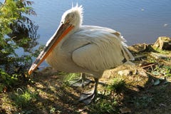 Pelikan vicino al lago immagini stock libere da diritti Pelikan vicino al lago immagini stock libere da diritti