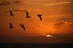 Pellicani al tramonto Fotografia Stock Libera da Diritti Pellicani al tramonto Fotografia Stock Libera da Diritti