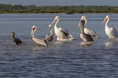 Pellicani bianchi e marroni e cormoran che prendono il sole nel fiume fotografia stock libera da diritti Pellicani bianchi e marroni e cormoran che prendono il sole nel fiume fotografia stock libera da diritti
