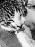 Pelliccia di leccatura e di pulizia del gattino del gatto di soriano fotografia stock libera da diritti Pelliccia di leccatura e di pulizia del gattino del gatto di soriano fotografia stock libera da diritti