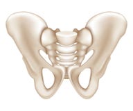 Backbone, Pelvis, Socket Of Hip Joint, Thigh Bone X-ray, Osteoporosis