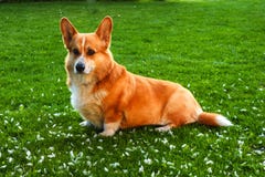 Pembroke d'une chevelure rouge de corgi de gallois dans le jardin de crépuscule images stock Pembroke d'une chevelure rouge de corgi de gallois dans le jardin de crépuscule images stock
