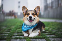 Pembroke Welsh Corgi, Dog Welsh Corgi running outdoors. stock images Pembroke Welsh Corgi, Dog Welsh Corgi running outdoors. stock images