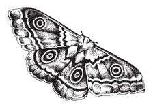 Pen and ink drawing of a moth