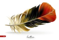 Penas realísticas - ilustração do vetor Isolado no fundo branco ilustração stock Penas realísticas - ilustração do vetor Isolado no fundo branco ilustração stock