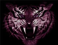 Pencil drawing of closeup of a menacing white and purple tiger with violet eyes isolated on black background