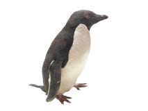 Penguin Stock Image