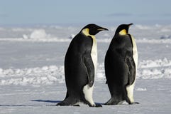 Penguin couple