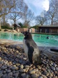 Penguin Zsl London zoo royalty free stock image Penguin Zsl London zoo royalty free stock image