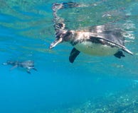 Penguin of Galapagos stock images Penguin of Galapagos stock images