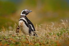 Penguin in grass, funny image in nature. Falkland Islands. Magellan penguin in the nature habitat. Royalty Free Stock Image Penguin in grass, funny image in nature. Falkland Islands. Magellan penguin in the nature habitat. Royalty Free Stock Image