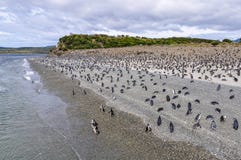 Penguin Island, Beagle Channel, Argentina stock photo Penguin Island, Beagle Channel, Argentina stock photo