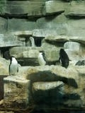 penguins stockfoto penguins stockfoto