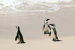 Penguins at Boulders Beach, outside of Cape Town, South Africa Royalty Free Stock Photos Penguins at Boulders Beach, outside of Cape Town, South Africa Royalty Free Stock Photos