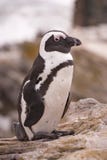Penguins On Rocks Royalty Free Stock Image