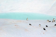 Penguins in a private pool, Antarctica royalty free stock images Penguins in a private pool, Antarctica royalty free stock images