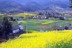 Pengzhou, China: Fields Of Yellow Rapeseed Royalty Free Stock Photo Pengzhou, China: Fields Of Yellow Rapeseed Royalty Free Stock Photo