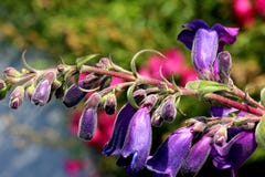 Penstemon purple cultivar royalty free stock image Penstemon purple cultivar royalty free stock image