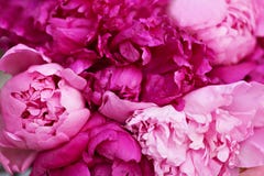 Peonies Flowers Stock Images