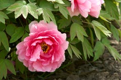 Peony immagine stock Peony immagine stock
