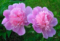 Peony fotografia stock Peony fotografia stock