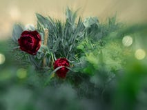 Peony flowers in spring meadow royalty free stock images Peony flowers in spring meadow royalty free stock images