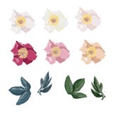 Peony flowers set. Vintage floral elements with peony flowers and leaves isolated on white background. stock illustration Peony flowers set. Vintage floral elements with peony flowers and leaves isolated on white background. stock illustration