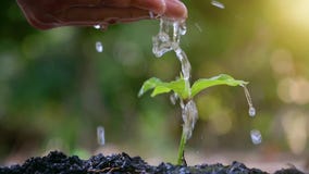 People are planting and watering plants in their hands. There are trees, ideas for preserving nature and the environment