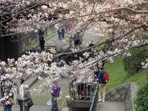 People walking along the tracks of a disused railway under beautiful cherry blossom trees. Keage Incline, Kyoto, Japan - April 5, 2017 : People walking along Stock Photography People walking along the tracks of a disused railway under beautiful cherry blossom trees. Keage Incline, Kyoto, Japan - April 5, 2017 : People walking along Stock Photography