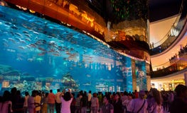 Peoples watching Largest aquarium and fishes at Dubai Mall stock images Peoples watching Largest aquarium and fishes at Dubai Mall stock images