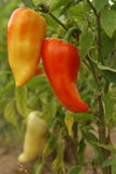 Pepper. Stock Images