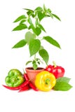 Pepper Stock Photography Pepper Stock Photography