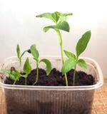 Pepper Seedlings Grow In A Transparent Plastic Container Stock Photography