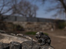 pequeña figura de la piedra de la rana al aire libre fotografía de archivo pequeña figura de la piedra de la rana al aire libre fotografía de archivo