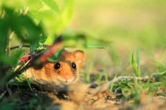 Pequeño animal lindo tímido en naturaleza Pequeño animal lindo tímido en naturaleza