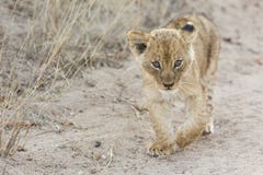 Pequeño cachorro de león que camina a lo largo del camino de tierra con la hierba fotografía de archivo Pequeño cachorro de león que camina a lo largo del camino de tierra con la hierba fotografía de archivo