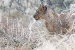 Pequeño cachorro de león que camina a través de hierba mojada después de lluvia fotos de archivo libres de regalías Pequeño cachorro de león que camina a través de hierba mojada después de lluvia fotos de archivo libres de regalías