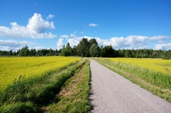 Pequeño camino entre el campo de la rabina amarilla brillante en verano imágenes de archivo libres de regalías Pequeño camino entre el campo de la rabina amarilla brillante en verano imágenes de archivo libres de regalías